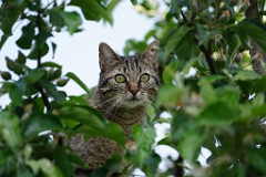 2018-05-11_022_Meine Katze_WP